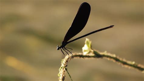 Black dragonfly HD wallpaper | Wallpaper Flare