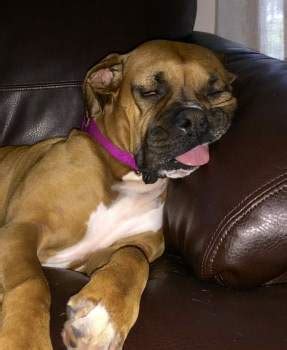 Boxer Dog Information Center | Awesome Boxer Photos