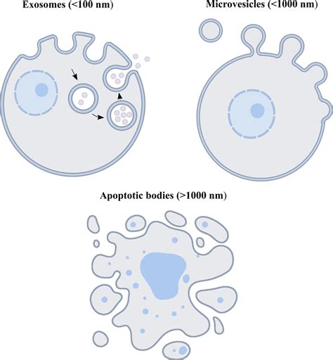 Schematic Diagram Of The Biogenesis Of Exosomes Microvesicles And