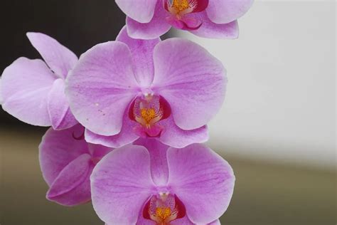 Cultivo e cuidados orquídeas lilás um guia completo Blog Só Orquídea