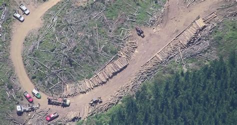 Siete Detenidos Por Robo De Madera En Predio De Forestal Arauco