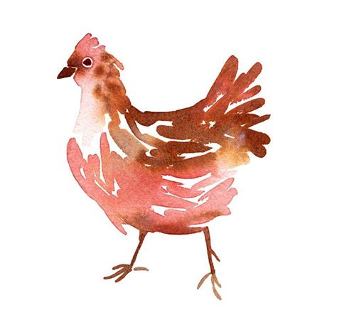 Peindre Une Poule L Aquarelle Mirglis Sarah Van Der Linden