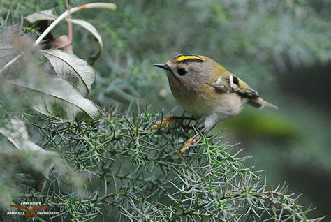 Goldcrest | BirdForum