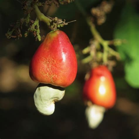 Marañón Anacardium occidentale NaturaLista Colombia