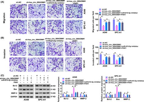 Hsa Circ 0004396 Regulated Migration And Invasion By MiR6155p PAK1 In