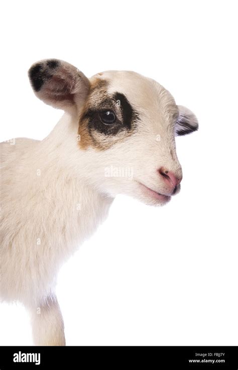 Cute Little Lamb Side View Head Shot Isolated On White Background Stock