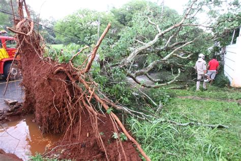 Temporal derruba árvores e alaga casas em Londrina