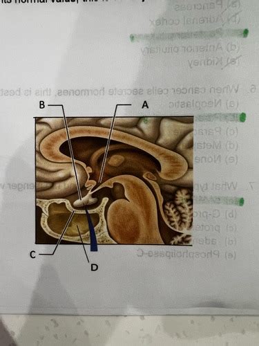 Endocrine Flashcards | Quizlet 