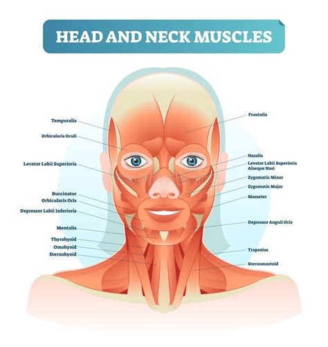 L Anatomie De T Te Et De Cou Illustration Stock Illustration Du T Te