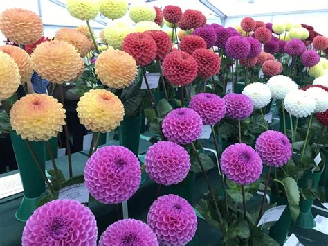 National Dahlia Society Annual Show 2017 At Rhs Wisley Jack