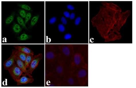 Phospho IRF3 Ser396 Polyclonal Antibody Invitrogen 100 μg