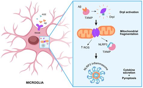 Frontiers Is Drp A Link Between Mitochondrial Dysfunction And