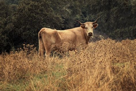 Premium Photo | Cow grazing in a pasture.