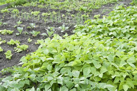 Allotment Garden Bed Stock Photo Image Of Grow Plant 12400260