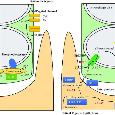 Some of the functions of the retinal pigment epithelium. The retinal ...