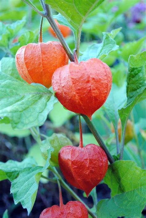 Chinese Lanterns Chinese Lanterns Gardening Stuffed Peppers