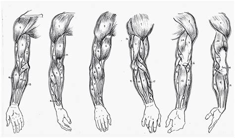 Brazos Dibujo Anatomia Brazo Dibujo Musculos