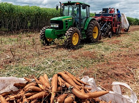 Embrapa E Tereos Firmam Parceria Para Nova Cultivar De Mandioca