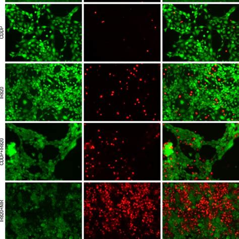 The Live Dead Assay Of The T Cells The Green Fluorescence Stands For