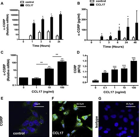 CCL17 Thymus And Activation Regulated Chemokine Induces Calcitonin Gene