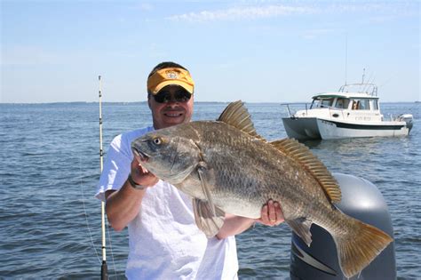 How To Target Black Drum Fishtalk Magazine