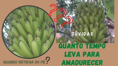 D Vida Quanto Tempo Leva Para Amadurecer Um Cacho De Banana Youtube