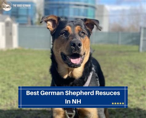 4 Best German Shepherd Rescues In NH The Good German Shepherd