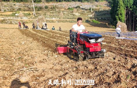 织金县大平乡： 抢抓时节种油菜， “冬闲田”变“农忙田”种植群众科技