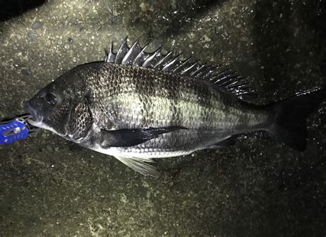 夜のフカセ釣りでチヌやグレを狙う仕掛け。夜釣りの撒き餌や釣り方解説 Fishing Fishing