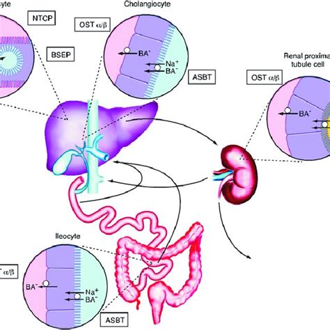 Model For Differential Regulation Of Hepatic Bile Acid Synthesis Bile