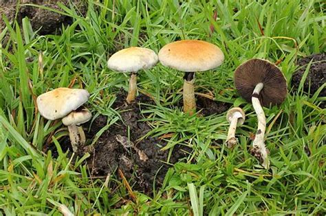 The Easy Guide On How To Identify Psilocybin Mushrooms Artofit