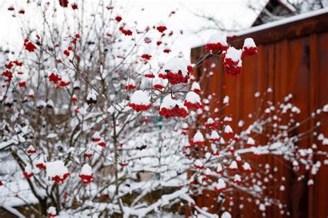 Viburno vermelho na neve na ucrânia como símbolo do país muitas