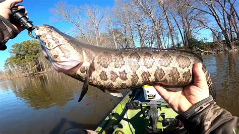 Late Winter Snakehead Fishing Blackwater On Maryland S Eastern Shore