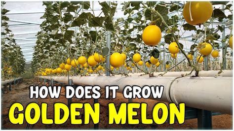 Golden Melon Farming Complete Guide Youtube