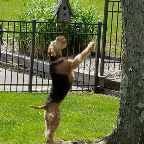 ATRA - Airedale Terrier Rescue & Adoption | Finding loving homes one