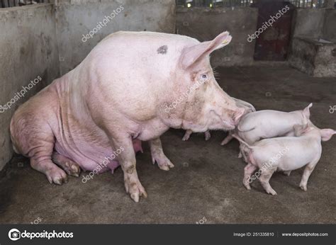 Pigs on the farm — Stock Photo © firefox #251335810