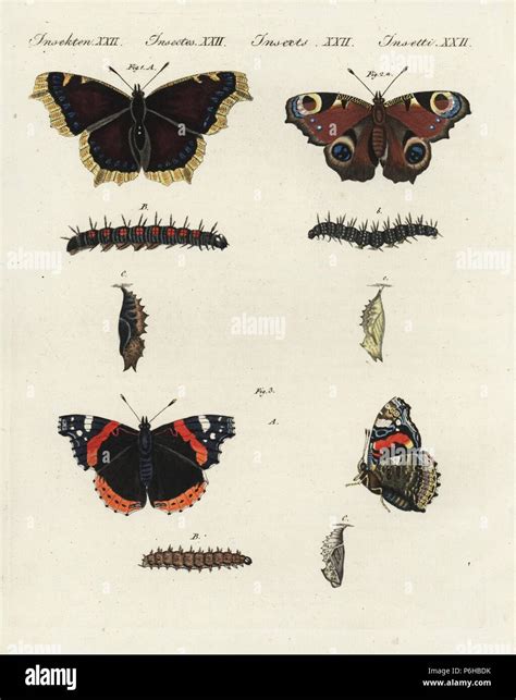 Red Admiral Butterfly Life Cycle
