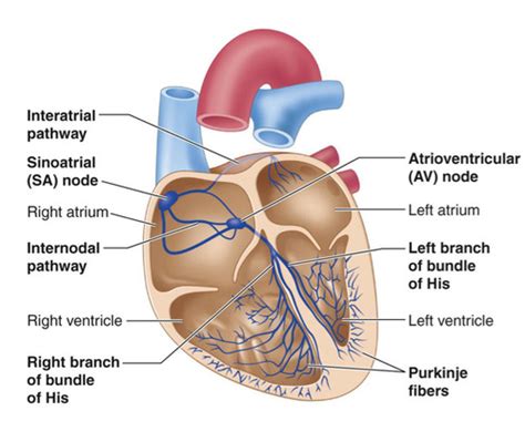 L Cardiac Muscle And Excitation Contraction Of Coupling Flashcards