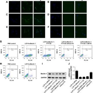 cellular uptake  distribution  fam labeled sirna encapsulated