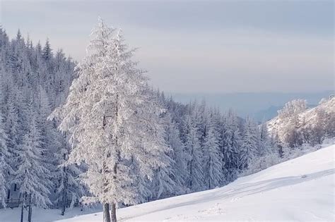 Camel S Hump Gets A Snowy Blanket Chinadaily Cn