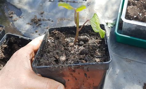 Faire Germer Et Bouturer Ses Patates Douces Terra Potager