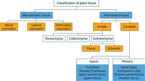 Plant Tissues Lesson Science State Board Class