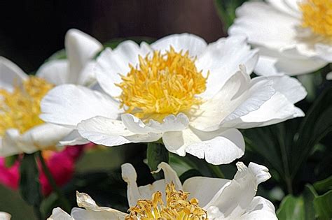 White Single Peonies