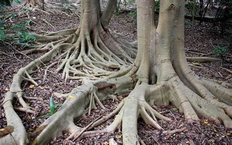 Small Leaf Fig Ficus Obliqua One Of My Favourite Species Flickr