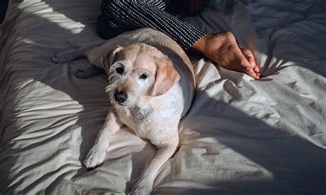 Mi Perro Duerme En Mi Cama Es Malo