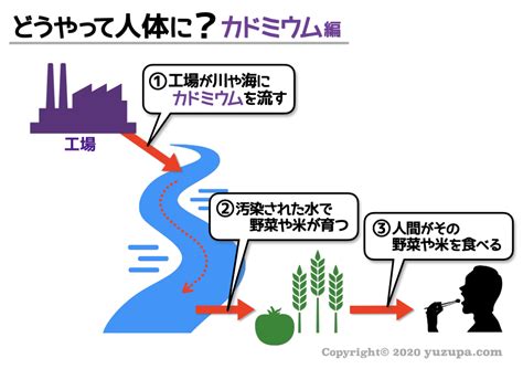 イタイイタイ病カドミウムとは | イタイイタイ病 発生機序 _ 富山県立イタイイタイ病資料館 – ITET