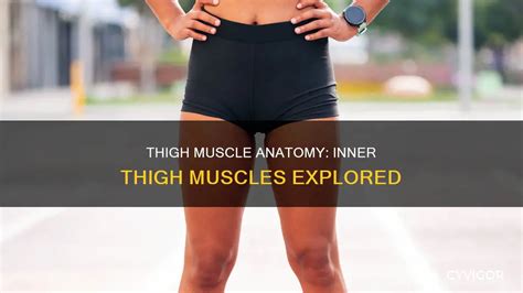 thigh muscle anatomy  thigh muscles explored cyvigor