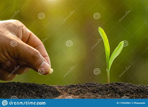 Agriculture Growing Plants Plant Seedling Hand Nurturing And