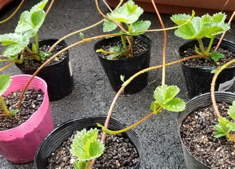 いちごの植え方、プランター、ランナー等、いちごの栽培を徹底解説！ - みんなのブログ | 体験農園なら貸し農園（市民農園）のシェア畑