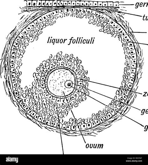 Graafian Follicle Histology Labeled